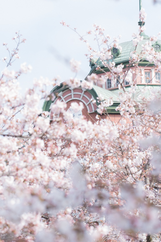 ＪＲ深谷駅と桜