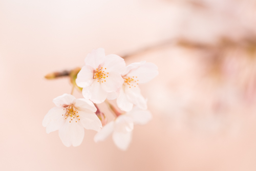 背景桜の花