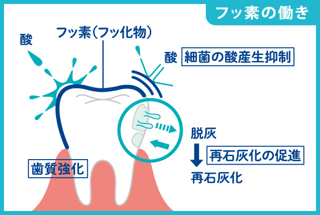 フッ素の働き